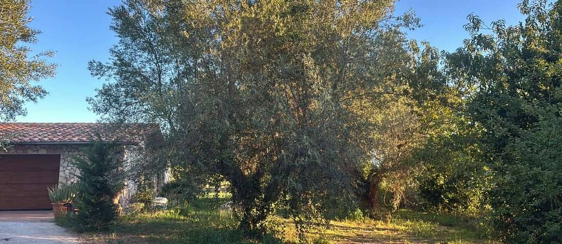 Il casale dell'azienda in pietra, con il tetto in coppi e un grande olivo davanti