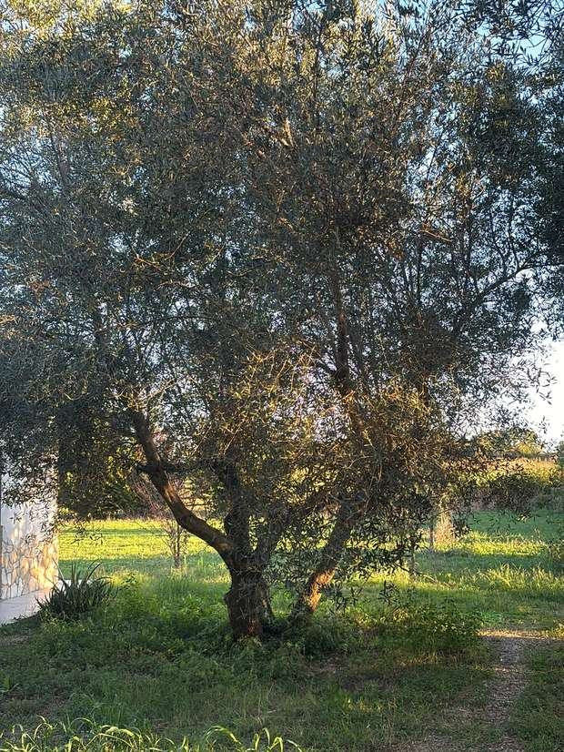 Un olivo secolare dai tronchi multipli nell'oliveto di Santa Lucia, con l'erba controllata alla base