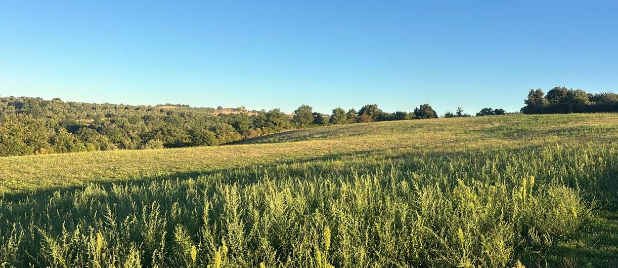 Le colline attorno all'azienda: prato in primo piano, bosco e crinali coltivati sullo sfondo