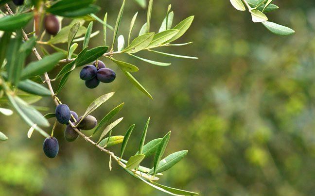 Un ramo di olivo con drupe mature, scure, nell'oliveto di località Santa Lucia